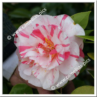 Camellia Japonica 'Extravaganza'