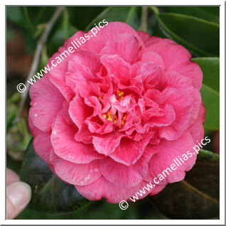 Camellia Japonica 'Extravaganza Pink'