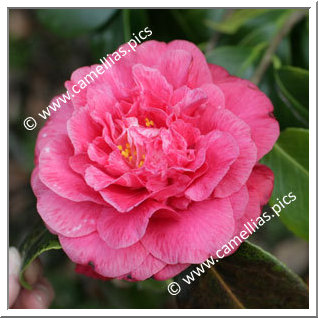 Camellia Japonica 'Extravaganza Pink'