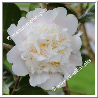 Camellia Hybride C.x williamsii 'Fair Jury '