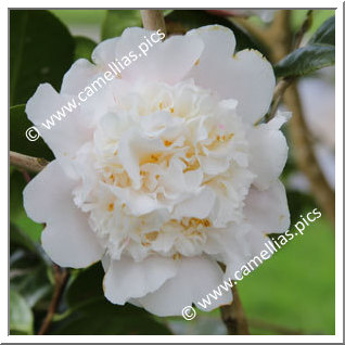 Camellia Hybrid C.x williamsii 'Fair Jury '