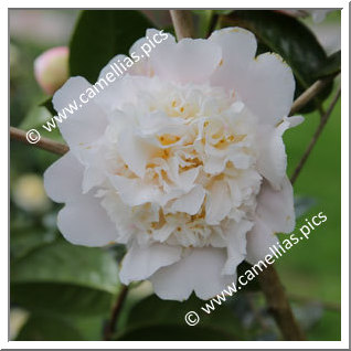 Camellia Hybride C.x williamsii 'Fair Jury '