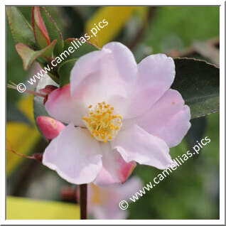 Camellia Hybrid 'Fairy Blush'