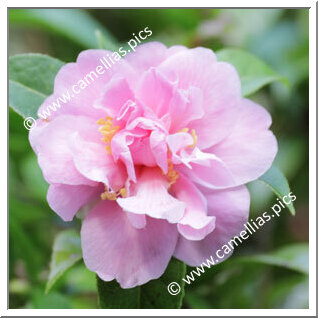 Camellia Hybride 'Fairy Bouquet'