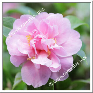 Camellia Hybride 'Fairy Bouquet'