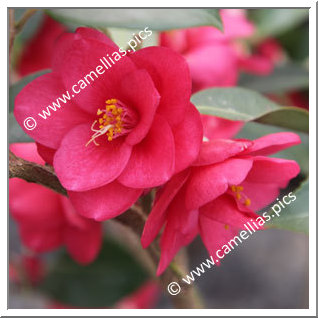 Camellia Hybrid 'Fairy Wand'