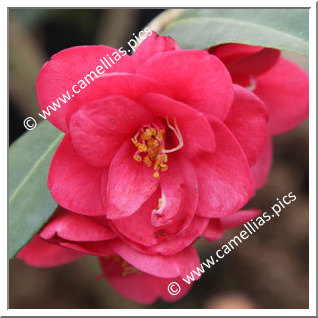 Camellia Hybrid 'Fairy Wand'