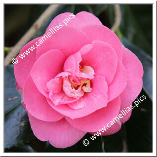 Camellia Japonica 'Faith '