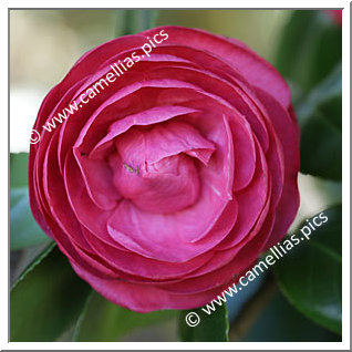 Camellia Japonica 'Vittoria Falsoi'