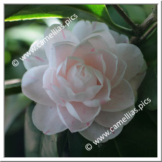 Camellia Japonica 'Fanny Bolis'