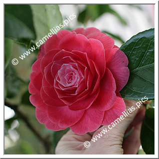 Camellia Japonica 'Fanny Tuccari'