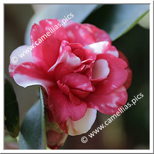 Camellia Japonica 'Fascicularis'