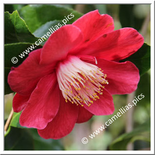 Camellia Japonica 'Fascination '