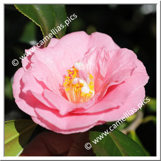 Camellia Japonica 'Fashionata'