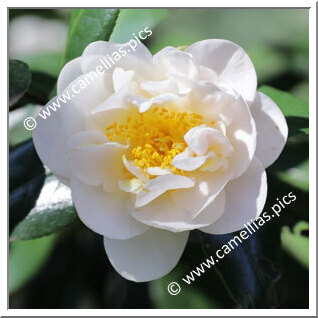 Camellia Japonica 'Fawn'