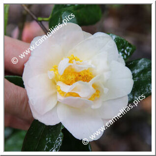 Camellia Japonica 'Fawn'