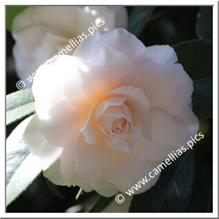 Camellia Japonica 'Feastii'