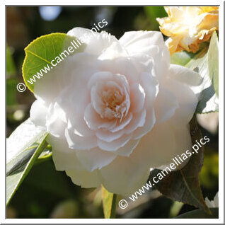 Camellia Japonica 'Feastii'