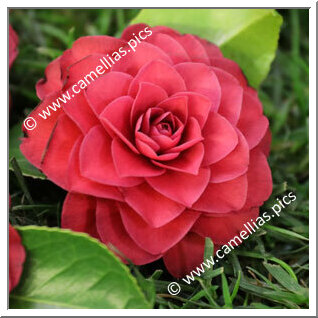 Camellia Japonica 'Federici'