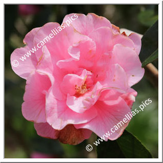 Camellia Reticulata 'Fée de l'Aulne '