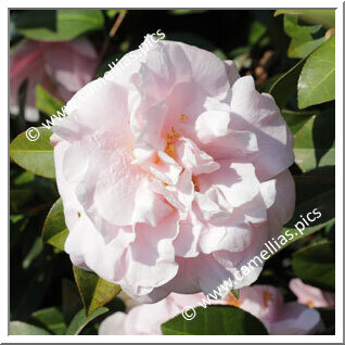 Camellia Hybrid C.x williamsii 'Felice Harris'