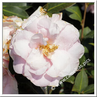 Camellia Hybrid C.x williamsii 'Felice Harris'