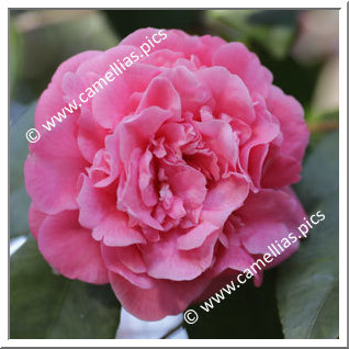 Camellia Japonica 'Fenmudan'