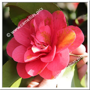 Camellia Japonica 'Feodora '