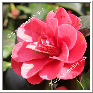 Camellia Japonica 'Feodora '