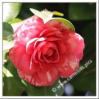 Camellia Japonica 'Arciduca Ferdinando'