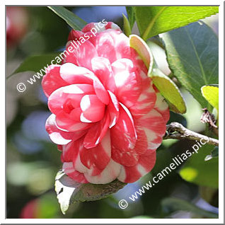 Camellia Japonica 'Arciduca Ferdinando'