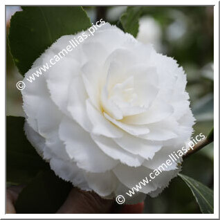 Camellia Japonica 'Fimbriata'