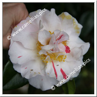 Camellia Japonica 'Finlandia Variegated '
