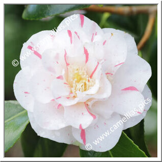 Camellia Japonica 'Finlandia Variegated '