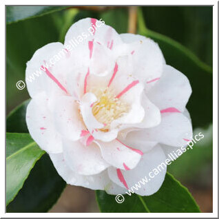 Camellia Japonica 'Finlandia Variegated '