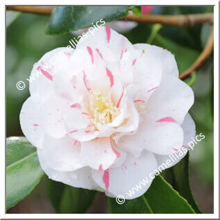 Camellia Japonica 'Finlandia Variegated '