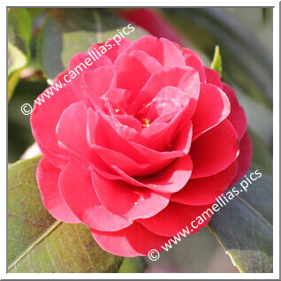 Camellia Japonica 'Fir Cone'