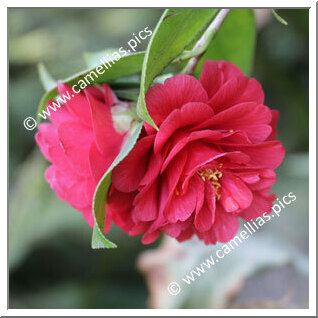 Camellia Japonica 'Fir Cone'