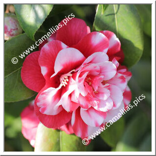 Camellia Japonica 'Fir Cone Variegated'