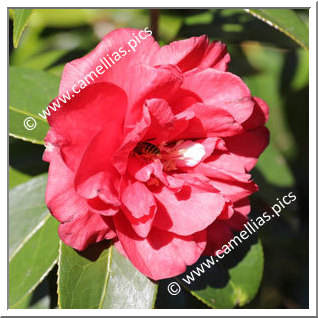 Camellia Hybride 'Fire Chief '