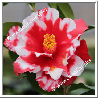 Camellia Japonica 'Firedance Variegated'
