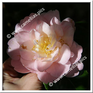 Camellia Japonica 'Minnie Maddern Fiske'