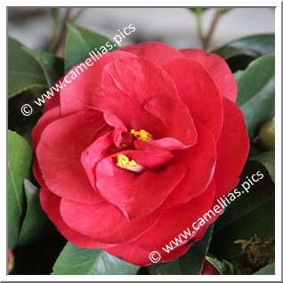 Camellia Japonica 'Flame'