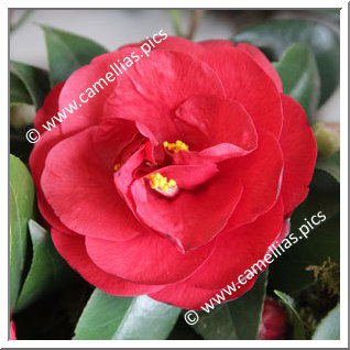 Camellia Japonica 'Flame'
