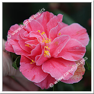 Camellia Japonica 'Perle de l'Odet'