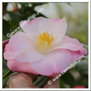 Camellia Japonica 'Oost-Wlaamse Heerlijkheid'