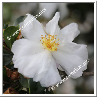 Camellia Sasanqua 'F.L.M. 10'