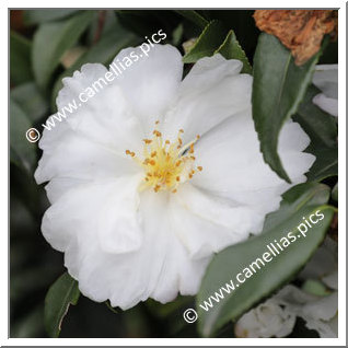 Camellia Sasanqua 'F.L.M. 10'