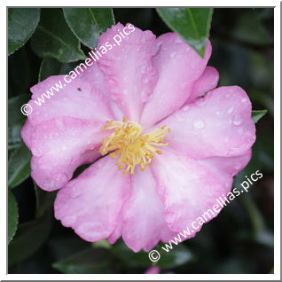 Camellia Sasanqua 'F.L.M. 8'