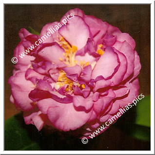 Camellia Japonica 'Florence's Debutante'